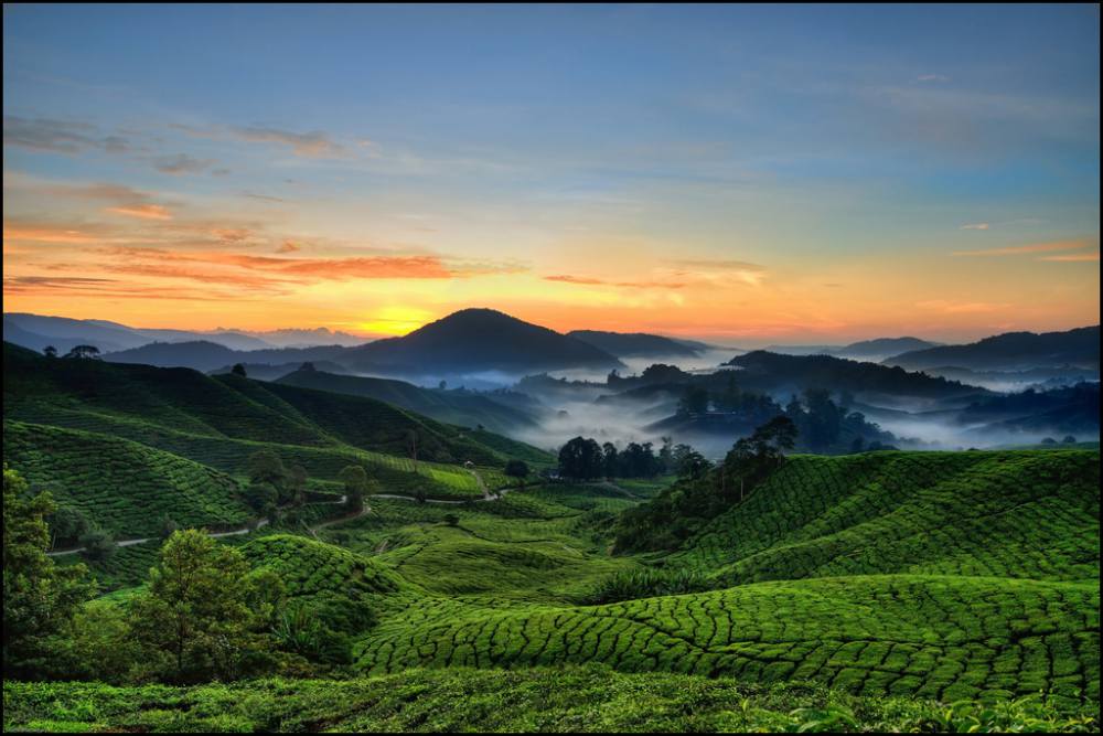 Munnar (32)